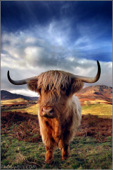 Highland Cow01
